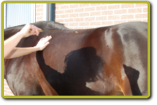 Massage van paard biotensor 1