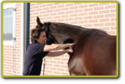 Massage van paard 1