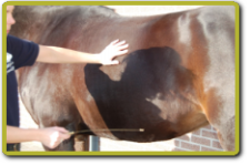 Massage van paard biotensor 2