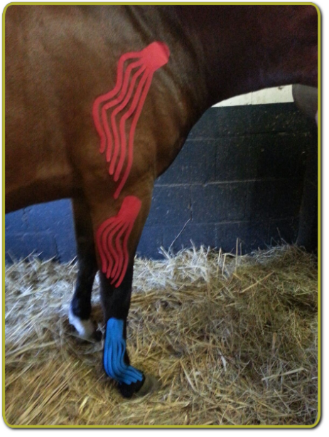 Massage van paard 6
